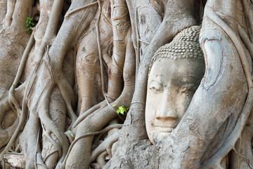 Fototapeta premium Ayutthaya, Thailand - Apr 10 2018: The head of Buddha in WAT MAHATHAT in Ayutthaya, Thailand. It is part of the World Heritage Site - Historic City of Ayutthaya.