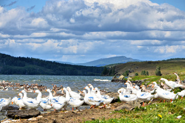 Domestic geese on lake Uzunkul (southern Urals). Some birds have paint on their wings. The owners did this in order not to confuse their birds with the neighbors.