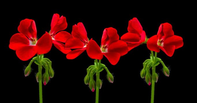 Timelapse of opening red geranium (Pelargonia) flower on black background 4K