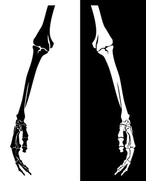 human skeleton hand hanging down - limb bone structure black and white vector design set
