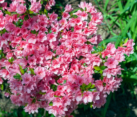 Blooming pink spring azaleas. Brand spanking new flowers.