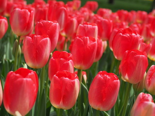 red tulips in the garden - 262509105