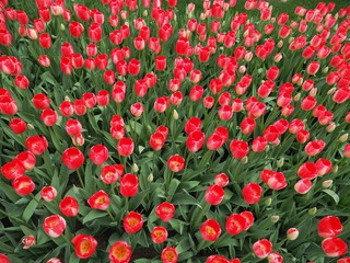 field of red tulips - 262509310