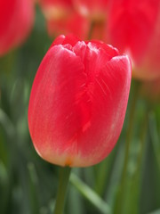 red tulip in the garden - 262509317