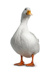 Tame white duck, standing facing camera. Looking towards lens. Isolated on white background.
