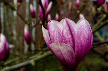 magnolia flower