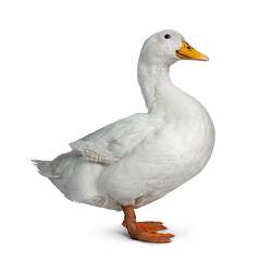 Tame white duck, standing side ways facing camera. Looking towards lens. Isolated on white background.
