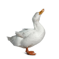 Tame white duck, standing side ways facing camera. Looking up with open beak. Isolated on white background.