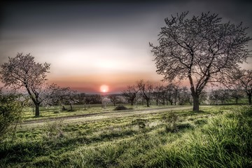 wieczór w dzikim sadzie
