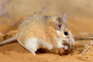 Close-up female spiny mouse (Acomys cahirinus) eats insect on sand.
