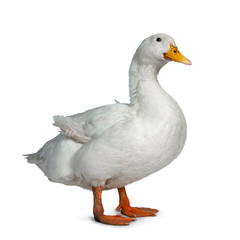 Tame white duck, standing side ways. Looking towards lens. Isolated on white background.