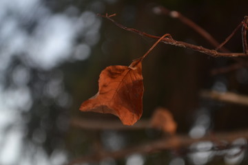 leaf on tree