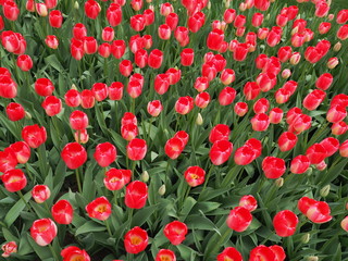 field of red tulips - 262509587