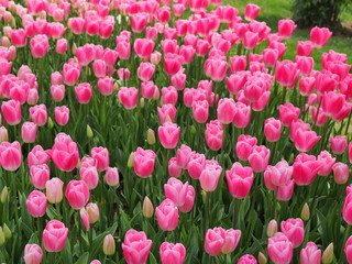field of pink tulips - 262509592