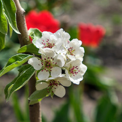 branch with white blooming pear flowers
