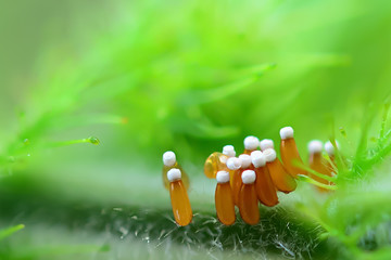 The eggs of insects placed with branches