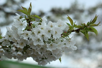 цветущее дерево 