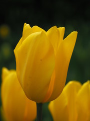 yellow tulip on green background - 262510375