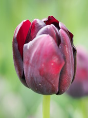 red tulip on green background - 262510399