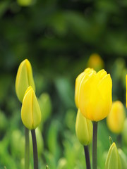 yellow tulips in the garden - 262510723