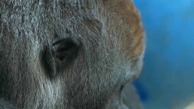 Closeup of a side of the head of a Gorilla. Closeup on the ear