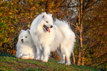 Two beautyful Portraits siberian samoyed husky dog in park on autumn sunset