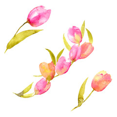 Pink delicate tulips. Floral set for decor. Watercolor draing flowers. Wedding invitation floral decor. © oaurea