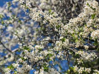 white spring flowers on a tree against sky
