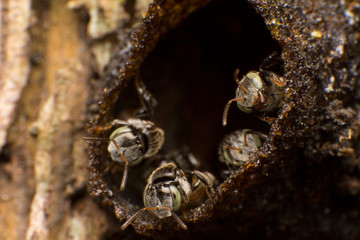 Stingless bees stand front of nest, Stingless bees gathered on nest hole, close up stingless bee on nest,  Thailand.