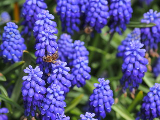 blue flowers in the garden - 262511936