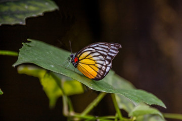 The Redspot Sawtooth butterfly (Prioneris philonome themana) on a leaf