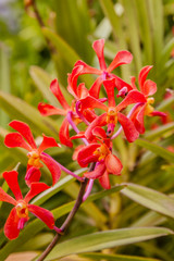 Blooming orchids in a garden