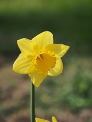 yellow daffodil in the garden - 262512171