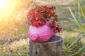 Reuse of plastic. A pot in the shape of a pink little pig.