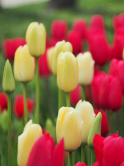 colorful tulips in the garden - 262512776