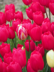 colorful tulips in the garden - 262512782