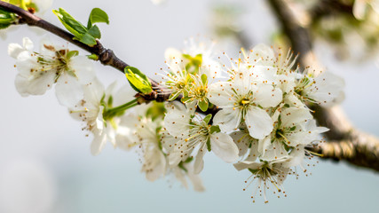 Fototapeta premium Im Frühling kommt die Blütenpracht