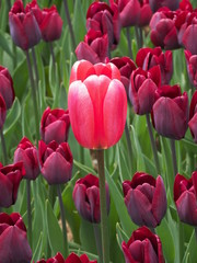 red tulips in the garden - 262513103