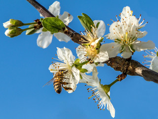 Im Frühling werden die Bienen für die Obstbäume gebraucht