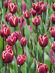 field of red and yellow tulips - 262513374