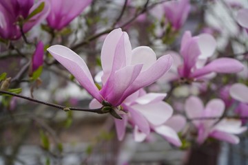 Fototapeta premium Pink and white Magnolia flowers background Close up / Spring blossom