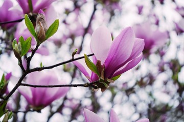 Fototapeta na wymiar Pink and white Magnolia flowers background Close up / Spring blossom
