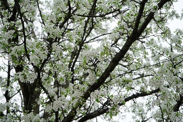 Obraz premium White Cherry blossom full frame background, selective focus