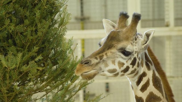 Giraffe eating from a Christmas tree offered as food at the zoo