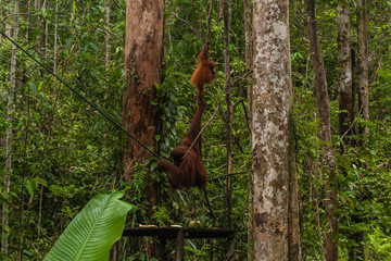 A female orangutan with a baby in her natural habitat, Sarawak, Malaysia © Walter_D