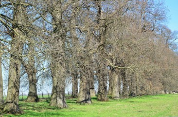 Obraz premium wunderschöne, alte Kastanienallee