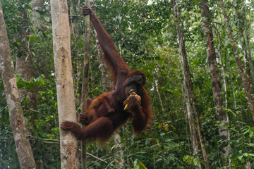Naklejka premium A female orangutan with a baby in her natural habitat, Sarawak, Malaysia