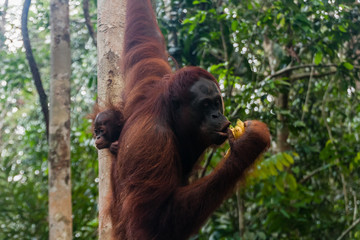 A female orangutan with a baby in her natural habitat, Sarawak, Malaysia
