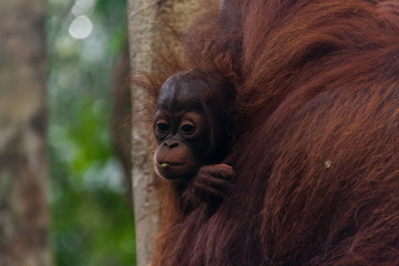 A baby orangutan in her natural habitat, Sarawak, Malaysia