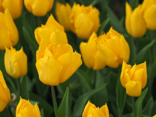yellow tulips in the garden - 262513975